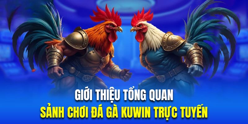 Giới thiệu tổng quan sảnh đá gà KUWIN chất lượng