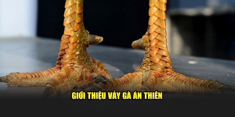 Giới thiệu vảy gà án thiên