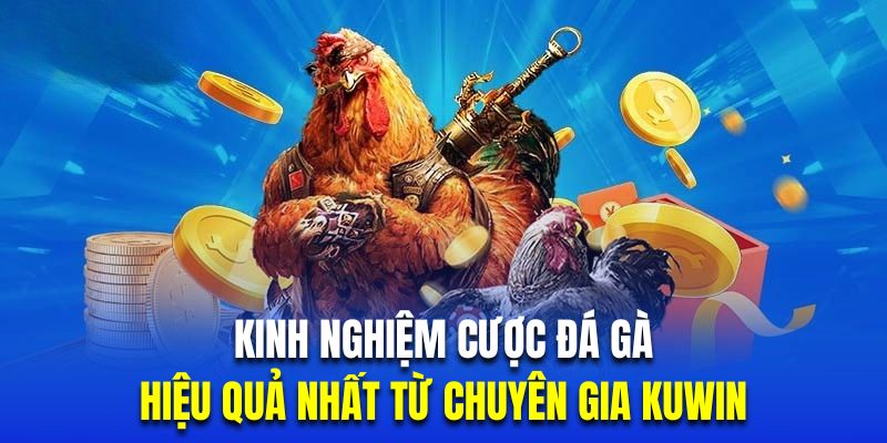 Tổng hợp kinh nghiệm chơi đá gà trực tuyến hiệu quả