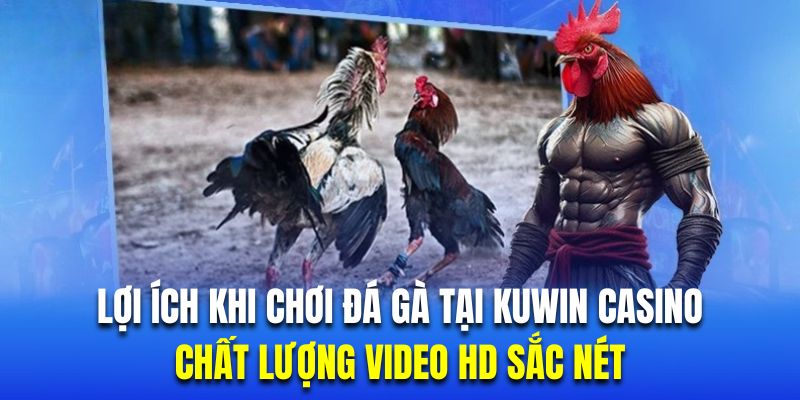 Sân chơi cá cược đá gà KUWIN có chất lượng live siêu nét